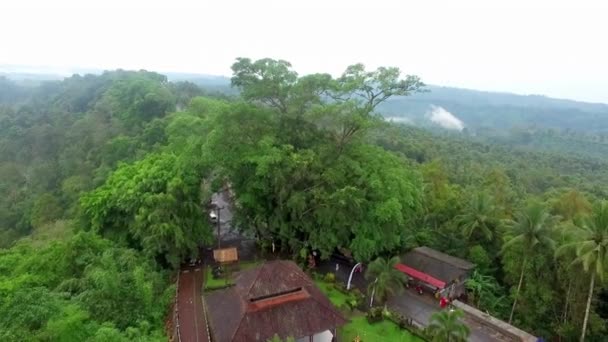 Όμορφη Εναέρια Άποψη Της Τροπικής Ζούγκλας — Αρχείο Βίντεο