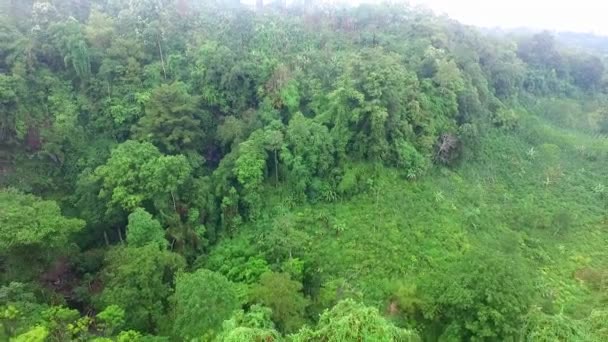 Bella Vista Aerea Della Giungla Tropicale — Video Stock