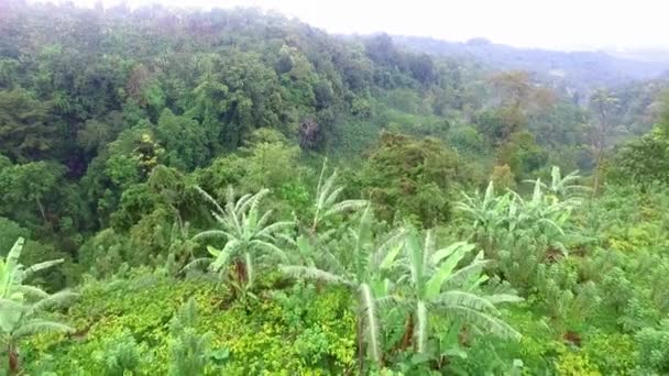 Bella Vista Aerea Della Giungla Tropicale — Video Stock