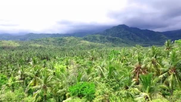 Красивый Вид Воздуха Тропические Джунгли — стоковое видео