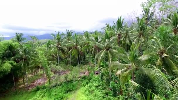 Prachtig Uitzicht Vanuit Lucht Tropische Jungle — Stockvideo