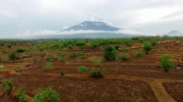 Prachtig Uitzicht Vanuit Lucht Gedroogde Velden Van Een Tropische Jungle — Stockvideo