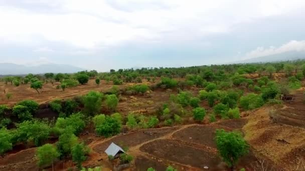 Schöne Luftaufnahme Über Die Ausgetrockneten Felder Eines Tropischen Dschungels Der — Stockvideo
