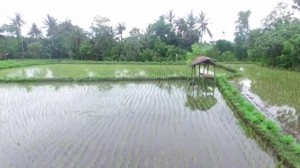 Belle vue aérienne sur les plantations de riz de la jungle tropicale