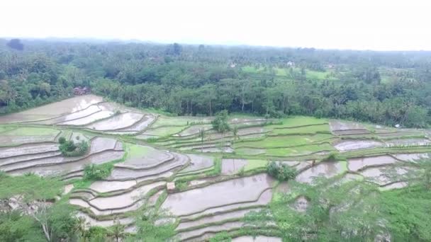 Tropikal Orman Pirinç Tarlalarının Güzel Hava Manzarası — Stok video