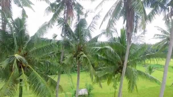 Prachtig Uitzicht Vanuit Lucht Tropische Jungle Rijstplantages — Stockvideo