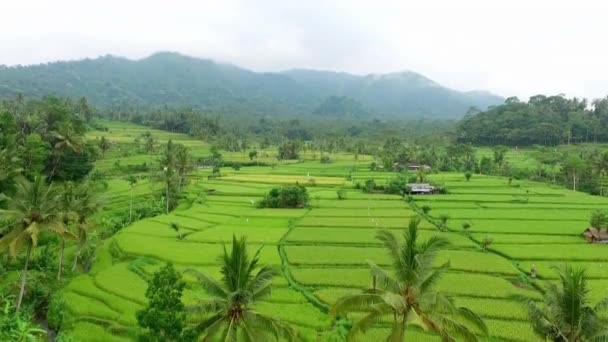 Beautiful Aerial View Tropical Jungle Rice Plantations — Stock Video