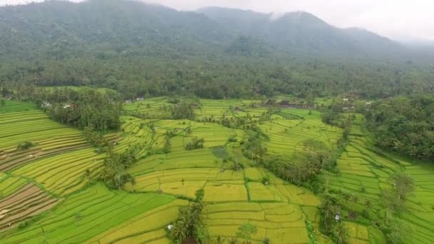 热带丛林稻田美丽的空中景观 — 图库视频影像
