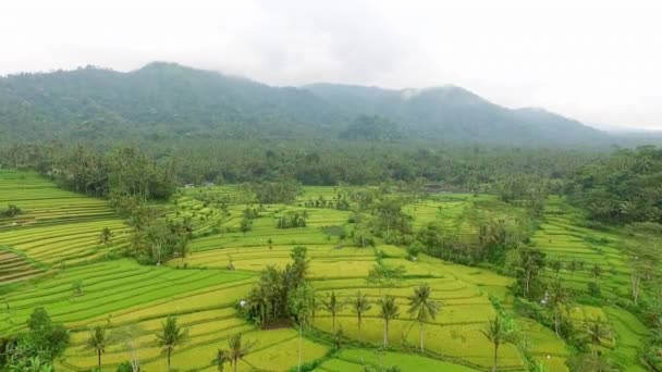 Прекрасний Вид Тропічні Плантації Рису Джунглях — стокове відео