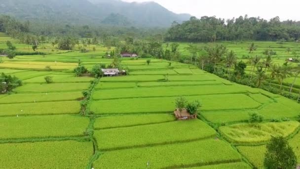 热带丛林稻田美丽的空中景观 — 图库视频影像