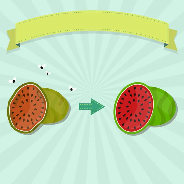 Neue Wassermelone Und Faule Wassermelone Mit Fliegen Leeres Band Zum — Stockvektor