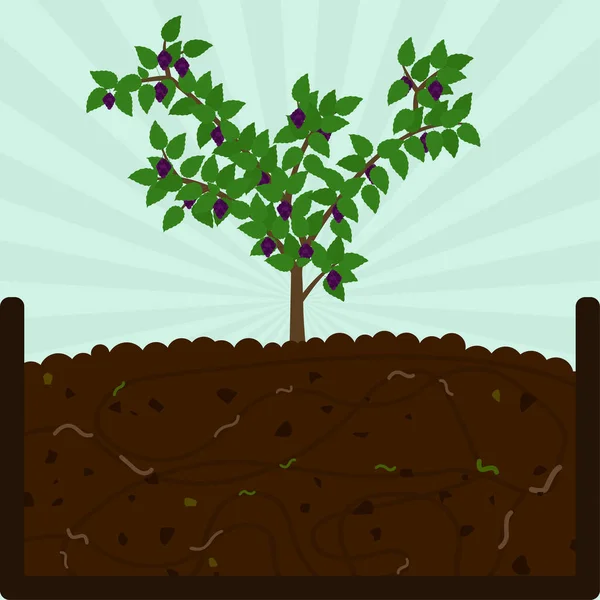 Plantando Árbol Frutal Mora Proceso Compostaje Con Materia Orgánica Microorganismos — Archivo Imágenes Vectoriales