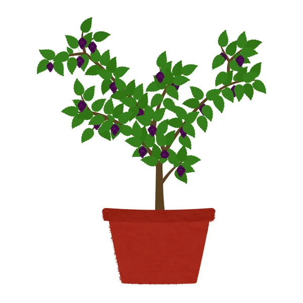 Árvore Fruto Amora Preta Vaso Barro Isolado Fundo Branco — Vetor de Stock