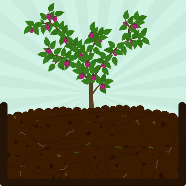 Planting Raspberry Fruit Tree Composting Process Organic Matter Microorganisms Earthworms — Stock Vector