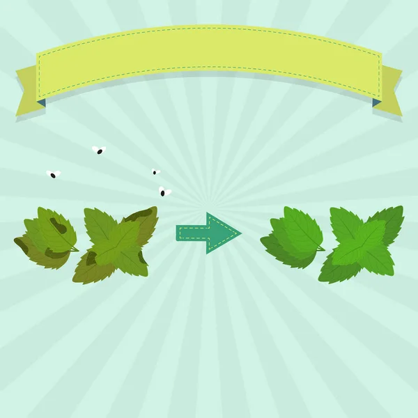 Menta Podrida Con Moscas Menta Fresca Cinta Blanco Para Insertar — Archivo Imágenes Vectoriales