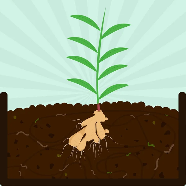 Plantering Ingefära Träd Med Blommor Komposteringsprocess Med Organiskt Material Mikroorganismer — Stock vektor