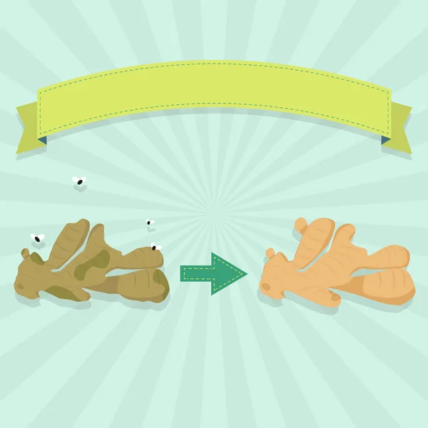 ハエと新鮮な生姜と腐った生姜 テキストを挿入するための空白のリボン — ストックベクタ