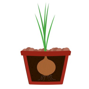 Kil pot soğan ağacı dikim. Toprağa soğan ve ampul yaprakları. Izole. Beyaz arka plan. 