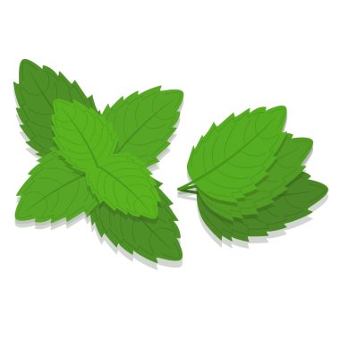 Nane yaprakları dal. Beyaz arka plan. Izole.