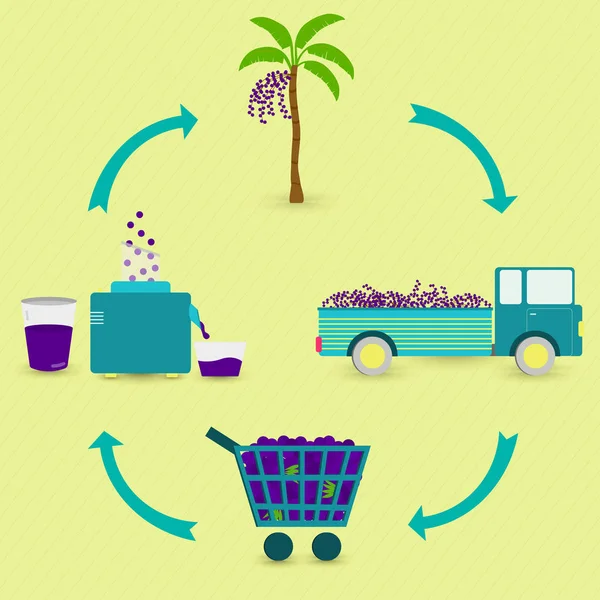 Acai Juice Production Steps Acai Tree Harvest Transport Sale Grocery — Stock Vector