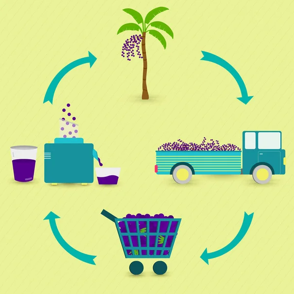 Pasos Producción Jugo Acai Árbol Acai Cosecha Transporte Venta Tienda Gráficos Vectoriales