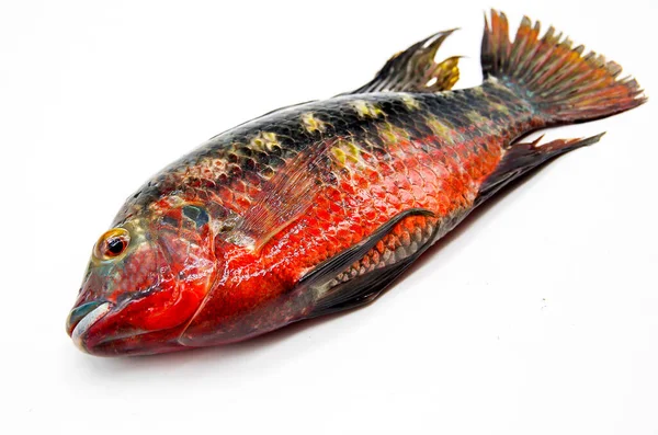 Taze, küçük, renkli tilapia