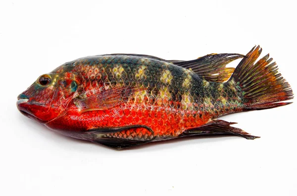 Taze, küçük, renkli tilapia
