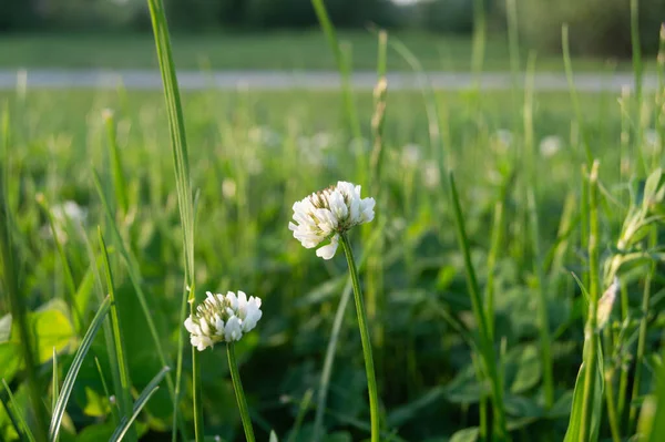Parkta yaz yoncaları açar..