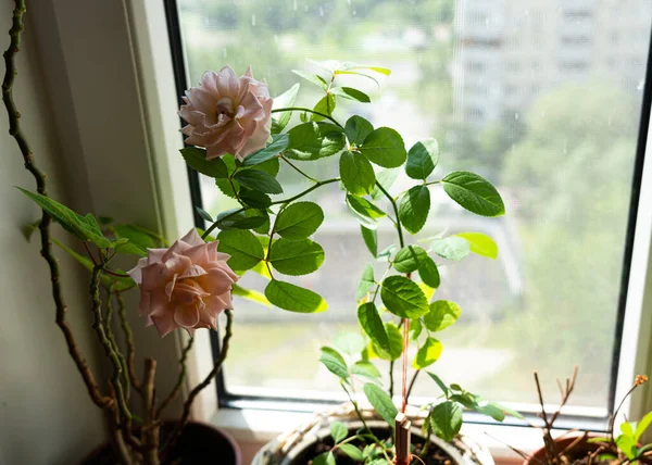 Duas Rosas Cor Rosa Parapeito Janela Moscovo — Fotografia de Stock