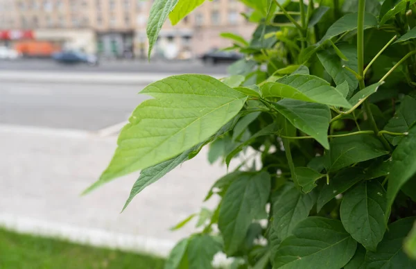 Büyük şehirde yeşil yaprak.