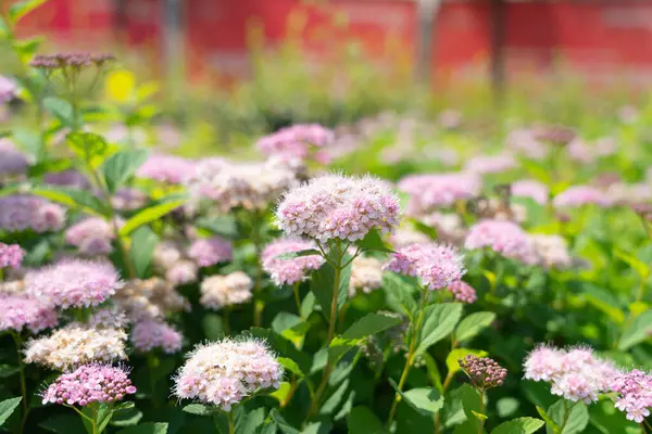 Kırmızılı tarlada tatlı pembe çiçekler.