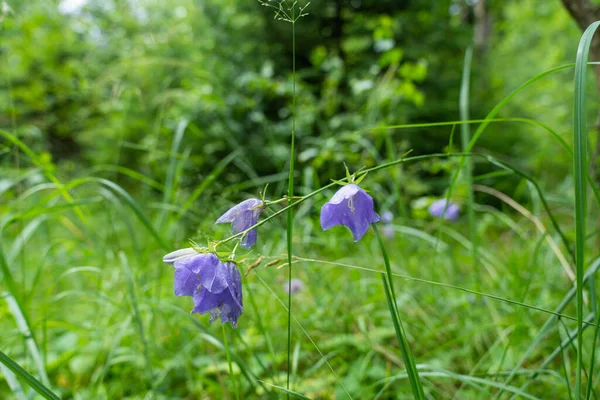 BlueBell ormanları kışın kırsalda.