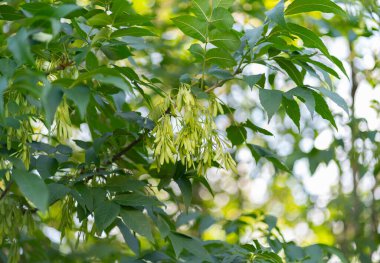 Genç yeşil bir akçaağacın yeşil yaprakları arasında asılı duran akçaağaç tohumları.