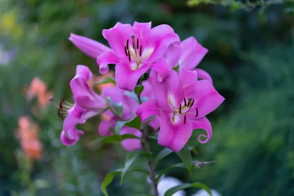 Pembe çiçekler bir tarlada çiçek açıyor..