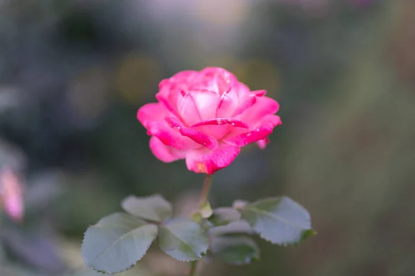 Doğada büyüyen gül çiçeği. Bokeh