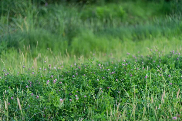 Çimenli yabani satır çiçekleri