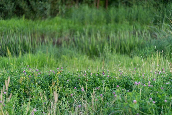 Çimenli ve ormanlı yabani satır çiçekleri.