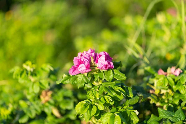 Doğada yetişen gül ağacı..