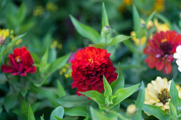 Bahçede güzel kırmızı çiçekler açar..