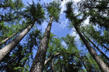 Baharda çam ağacı ormanı.