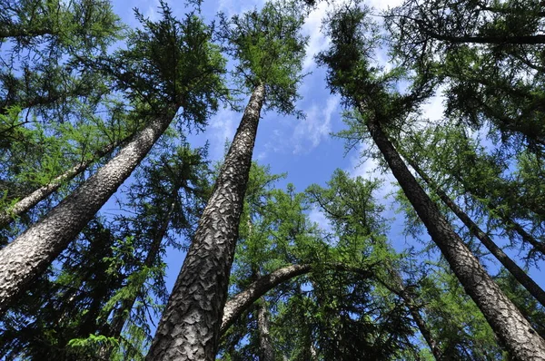 Baharda çam ağacı ormanı.