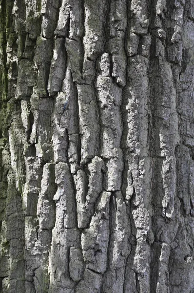 Bark Old Tree Texture — Stock Photo, Image