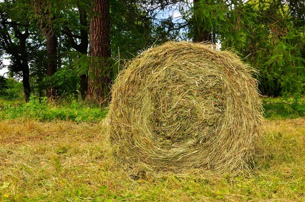 A stack of dry hay rolled into a roll in the field.