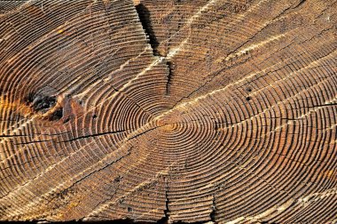 Ağaç gövdesinin ahşap dokusu, arka plan dokusu.