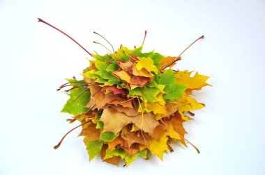Autumn leaves stacked in a pile.