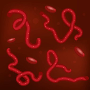 Kanlı Ebola virüsü, 3 boyutlu, gerçekçi tarzda. Mikroorganizma makro görüntüsü. Vektör illüstrasyonu