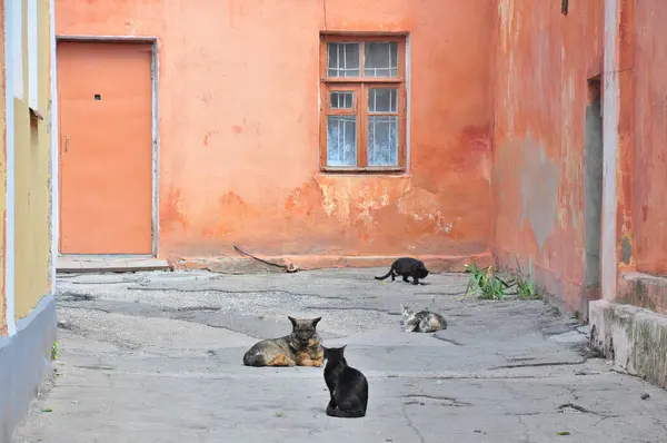 A dog and three cats in the old courtyard of the city of Feodosia in the Crimea.