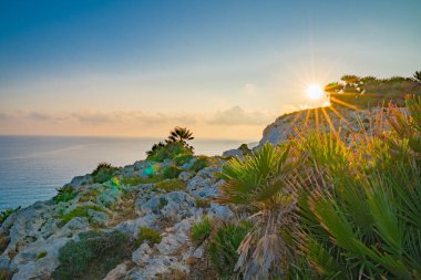 Gün batımında palmiyelerle kayalık sahil