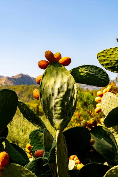 Zakład Kaktusowy Przed Górą — Zdjęcie stockowe