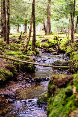 Küçük bir köprü gibi devrilmiş ağaçlarla dolu bir orman nehri